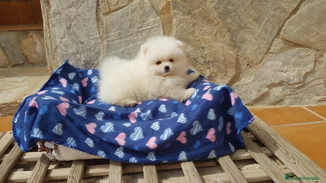 Pomerania perros en venta: Lulú de pomerania precioso en Barcelona - Anuncio 6