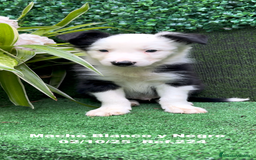 Border Collie perros en venta: BORDER COLLIE - Anuncio 10