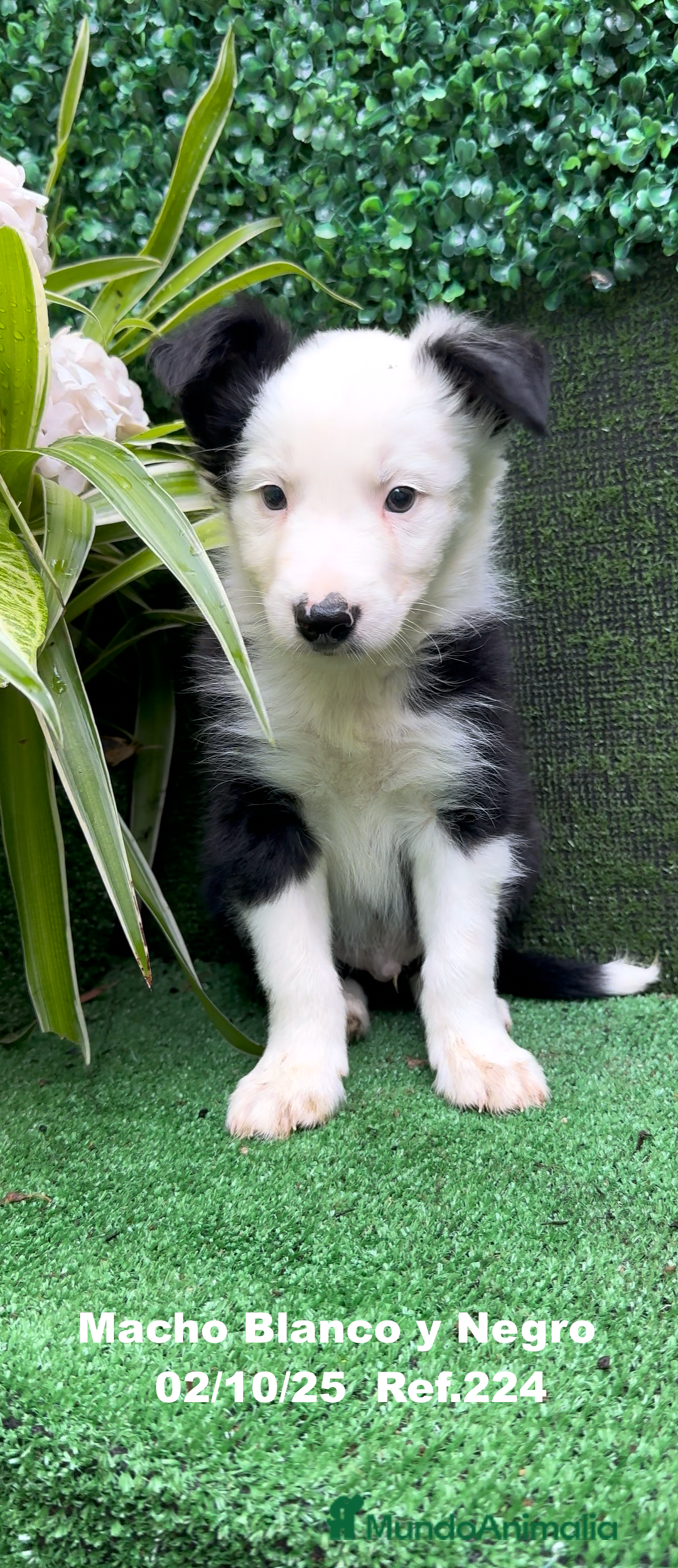 Border Collie perros en venta: BORDER COLLIE - Anuncio 10
