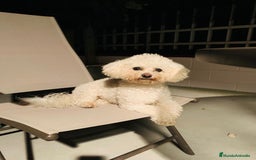 Caniche Toy perros en venta: Caniche blanco nueva camada  - Imagen 4