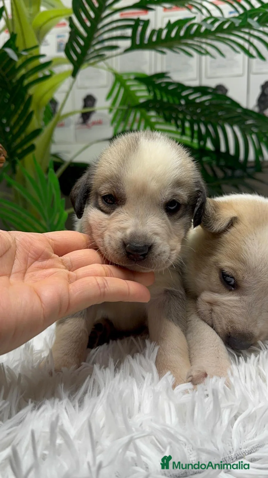 Mastín Español perros en venta: MASTIN ESPAÑOL - Anuncio 4