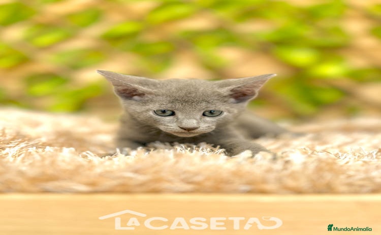 Azul Ruso gatos - Propaganda 1