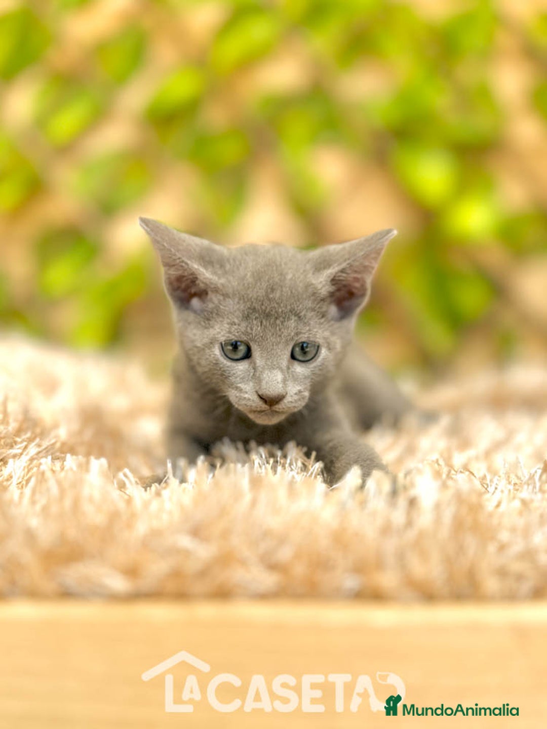Azul Ruso gatos en venta: Camada de Xaray  - Imagen 1