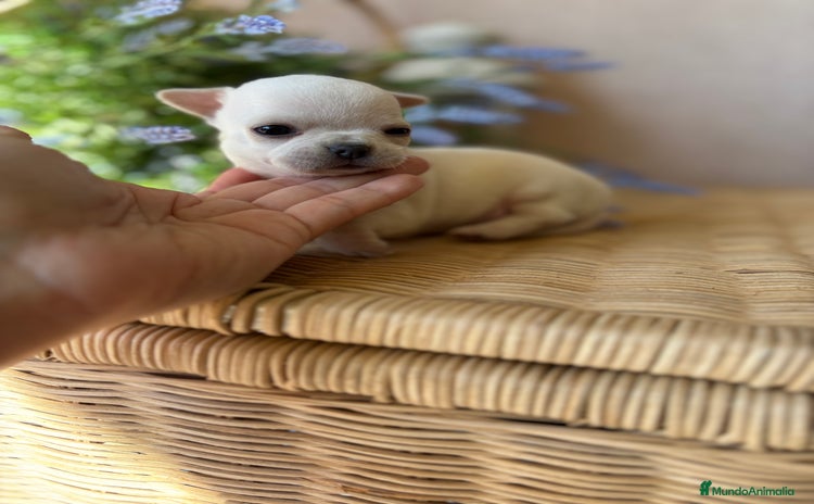 Chihuahua perros - Anuncio 3