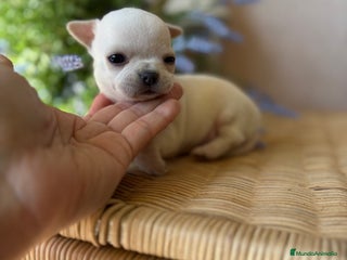 Chihuahua perros - Anuncio 19