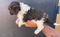 Perro de Agua Español perros en venta: Cachorros perro de agua español  - Imagen 5