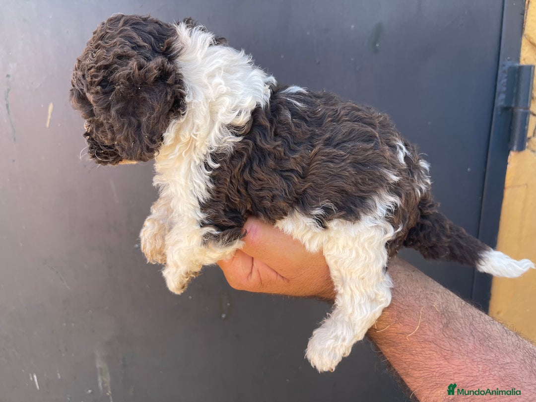 Perro de Agua Español perros en venta: Cachorros perro de agua español  - Imagen 5