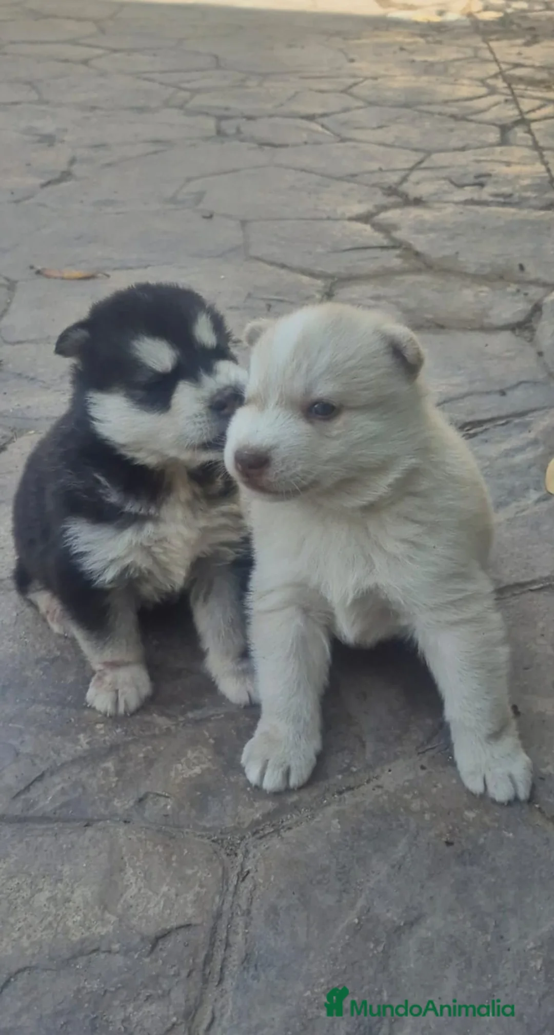 Husky Siberiano perros en venta: Preciosos husky siberianos 🐶🐾🔥 - Anuncio 1