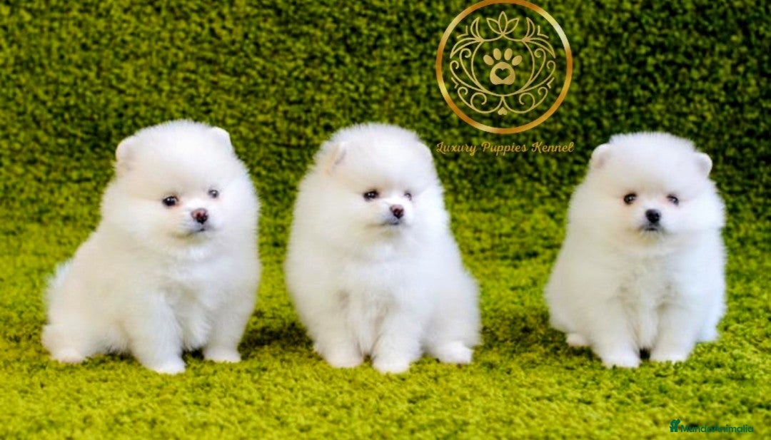 Pomerania perros Pomerania minis calidad  - Anuncio 1