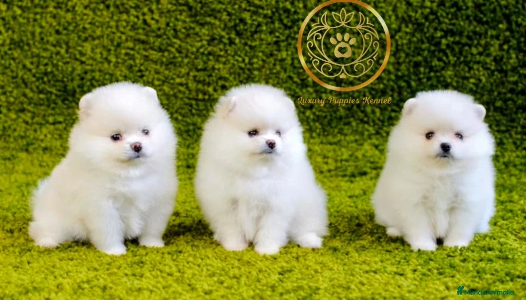 Pomerania perros en venta: Pomerania minis calidad  - Anuncio 1