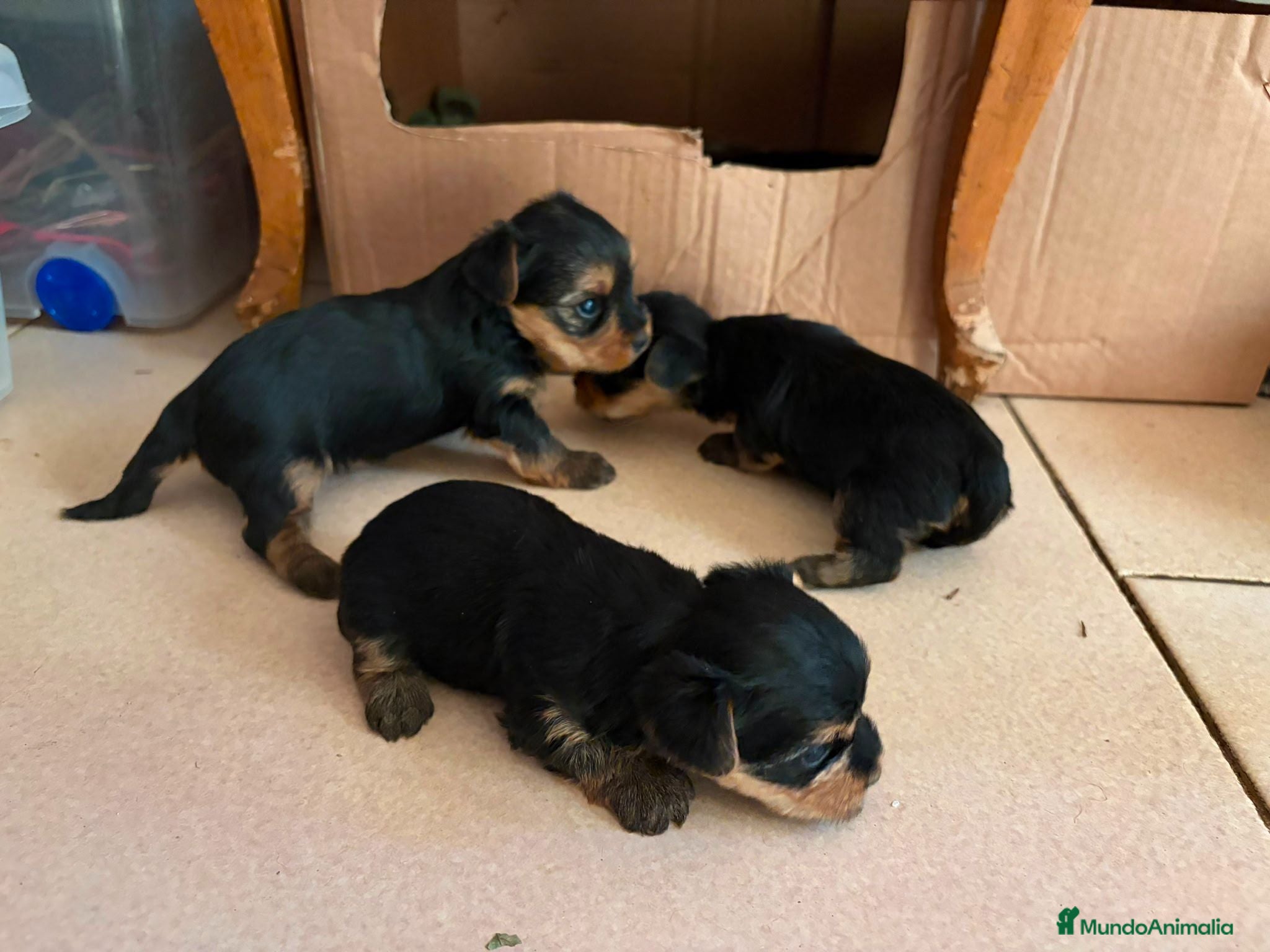 Yorkshire Terrier perros Yorkshire toy - Anuncio 1