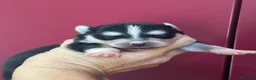 Pomsky perros en venta: Cachorro pomsky - Anuncio 8