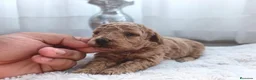 Caniche Toy perros en venta: Excelentes cachorros de caniches  en Zaragoza - Anuncio 10