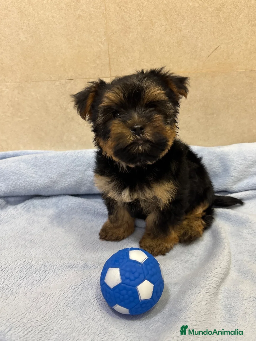 Yorkshire Terrier perros en venta: Yorkshire toy🐾 - Anuncio 10