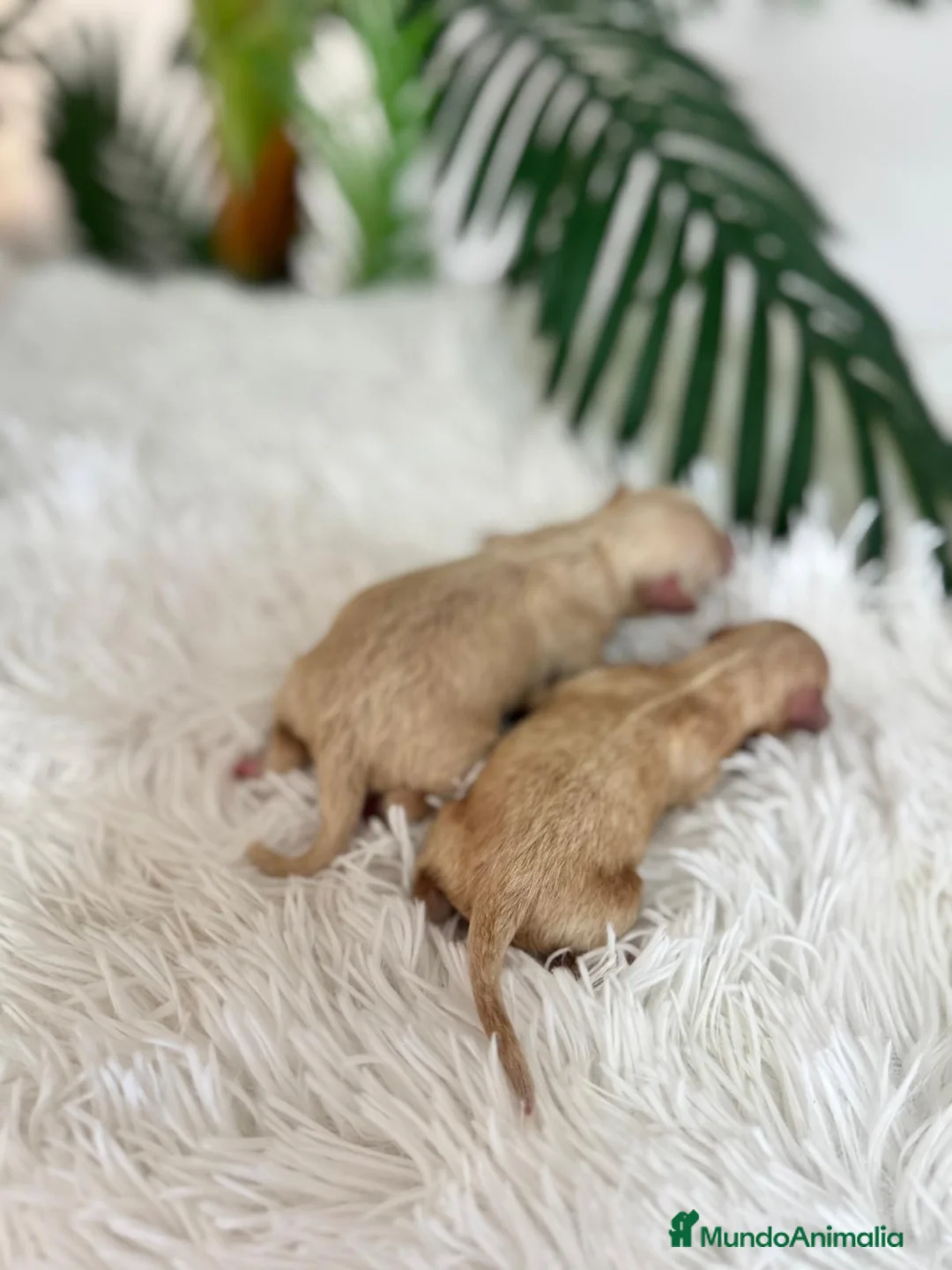 Maltipoo perros en venta: MALTIPOO HEMBRA - Anuncio 2