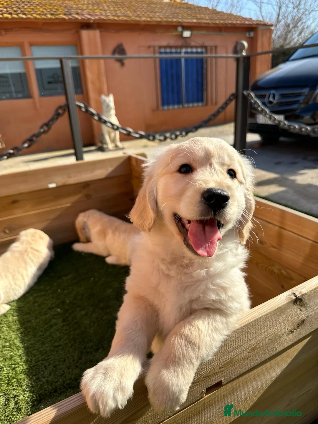 Golden Retriever perros en venta: GOLDEN en Barcelona - Anuncio 2