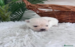 Pomerania perros en venta: POMERANIA HEMBRA - Imagen 3