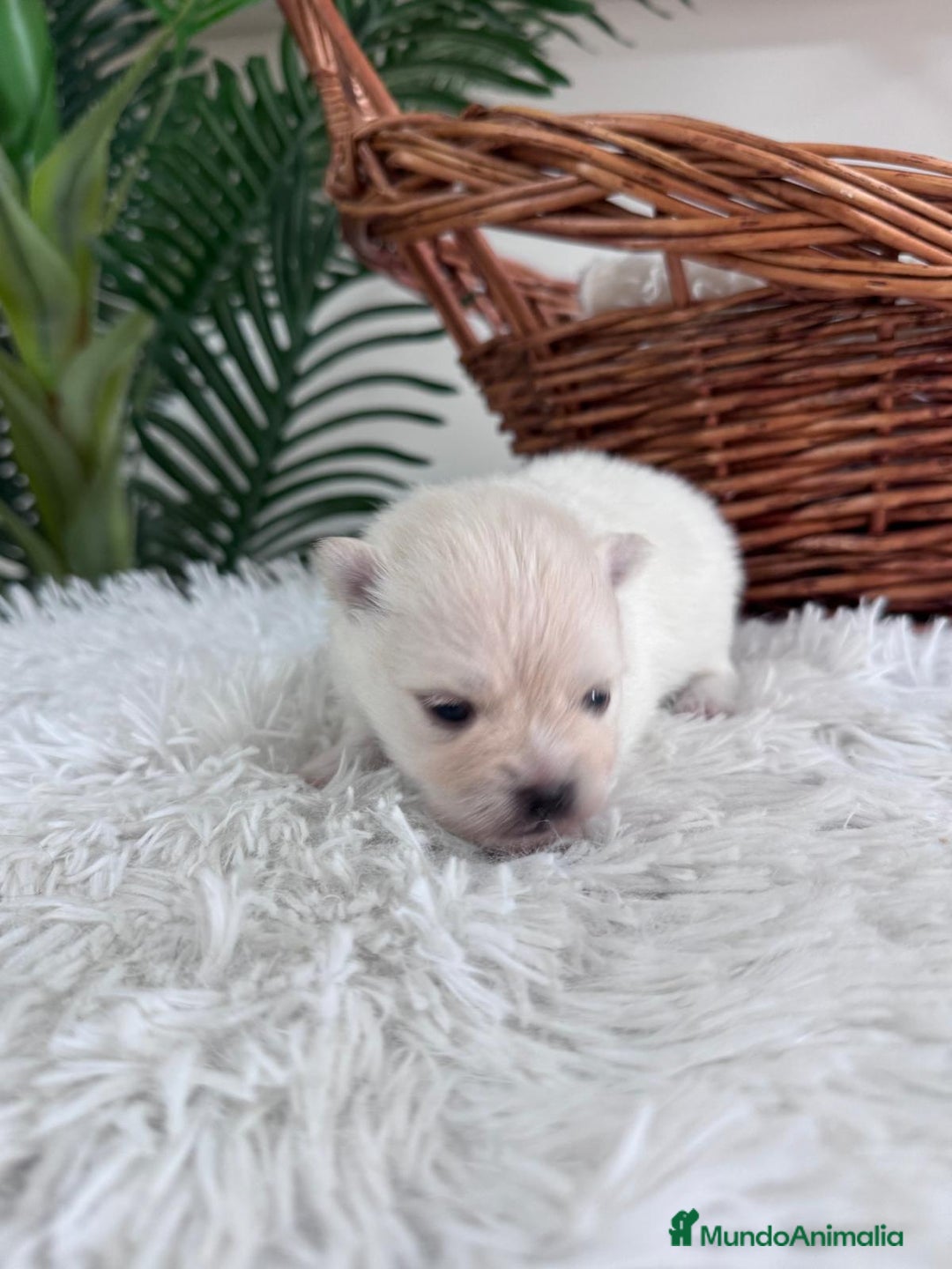 Pomerania perros en venta: POMERANIA HEMBRA - Imagen 3