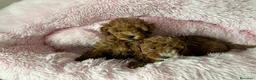 Caniche Toy perros en venta: Caniche toy Rojo  - Anuncio 6
