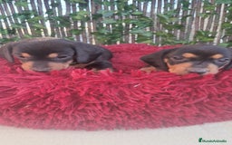 Teckel Miniatura perros en venta: Bebes Teckel mini ( perro salchicha) - Imagen 2