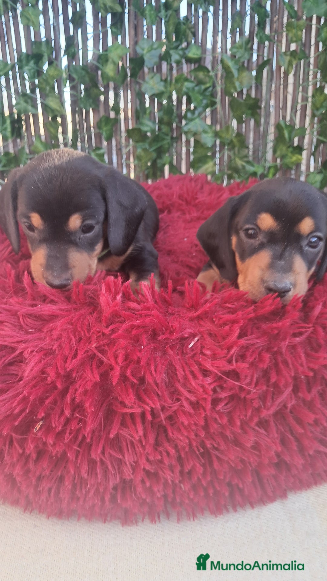 Teckel Miniatura perros en venta: Bebes Teckel mini ( perro salchicha) - Imagen 2