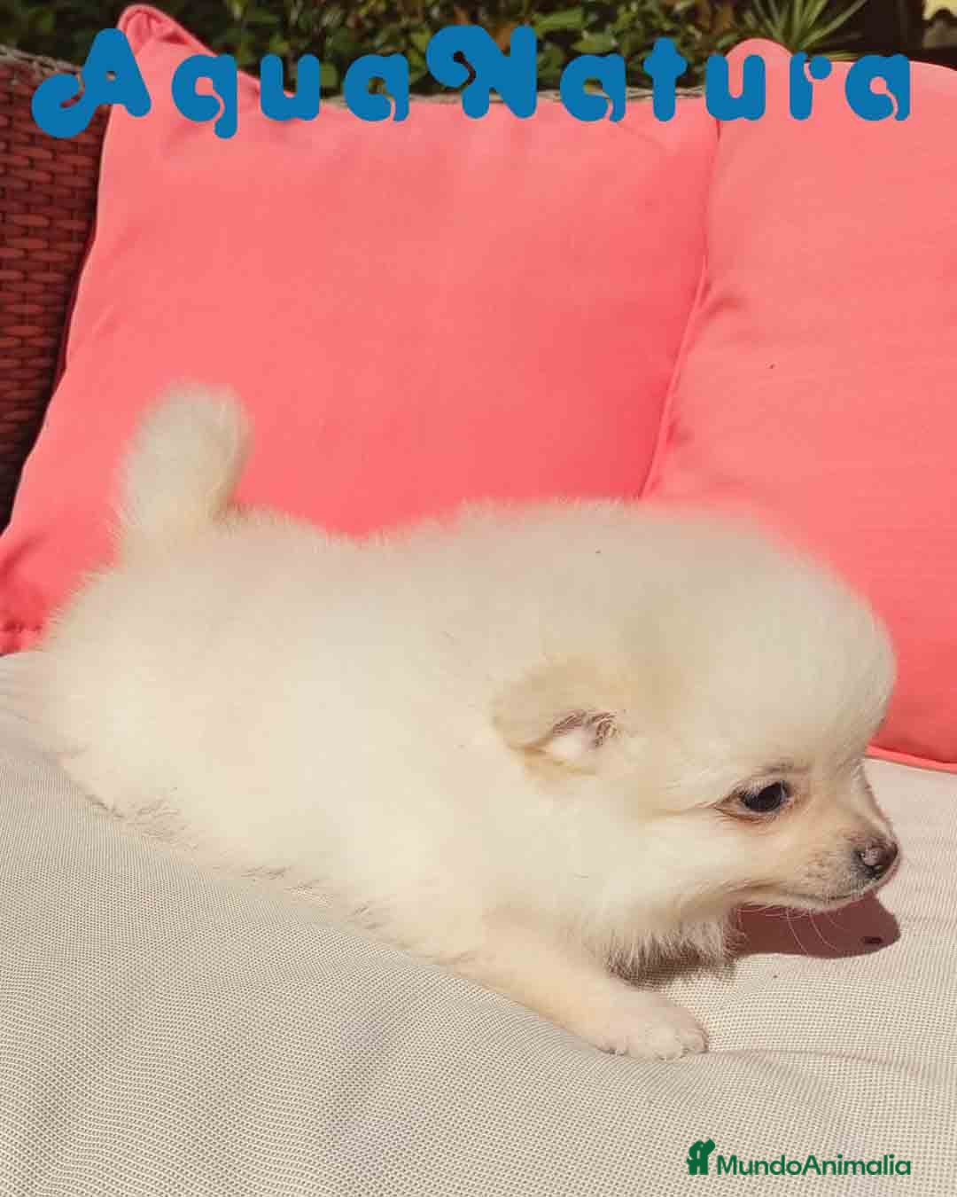 Pomerania perros en venta:  Pomerania Macho de Grana y Pompom 1881 AQUANATURA - Anuncio 4