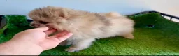 Pomerania perros en venta: Pomerañia toy - Anuncio 4