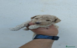 Caniche Toy perros en venta: Caniches toy macho y hembras  - Anuncio 2