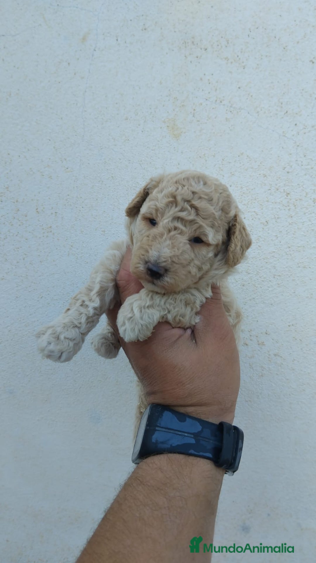 Caniche Toy perros en venta: Caniches toy macho y hembras  - Anuncio 2