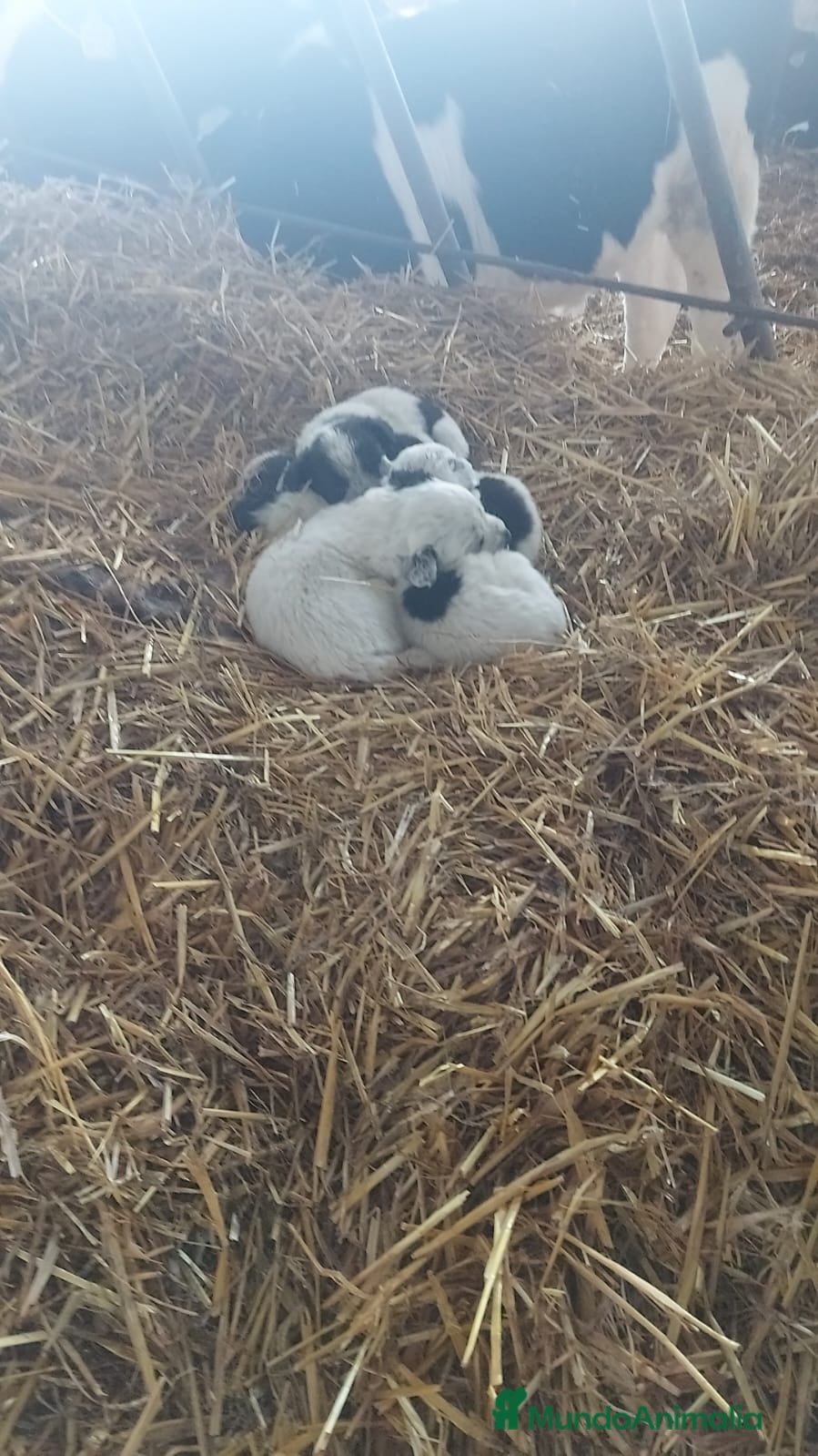 Setter Inglés perros Cachorros setter - Anuncio 1