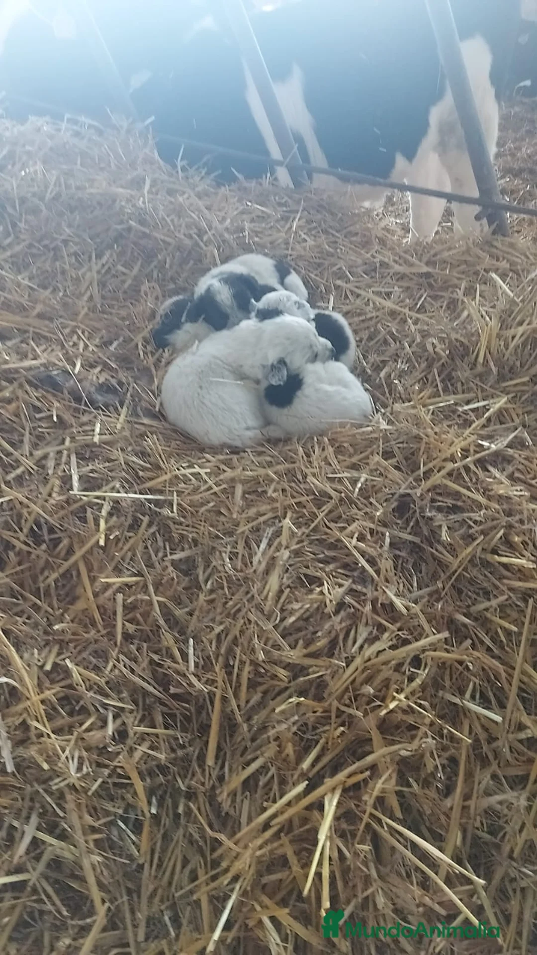 Setter Inglés perros en venta: Cachorros setter - Anuncio 1