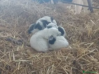 Setter Inglés perros Cachorros setter - Anuncio 1