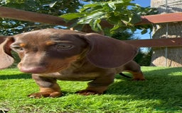 Teckel perros en venta: TECKEL MINIATURA HEMBRA - Imagen 23