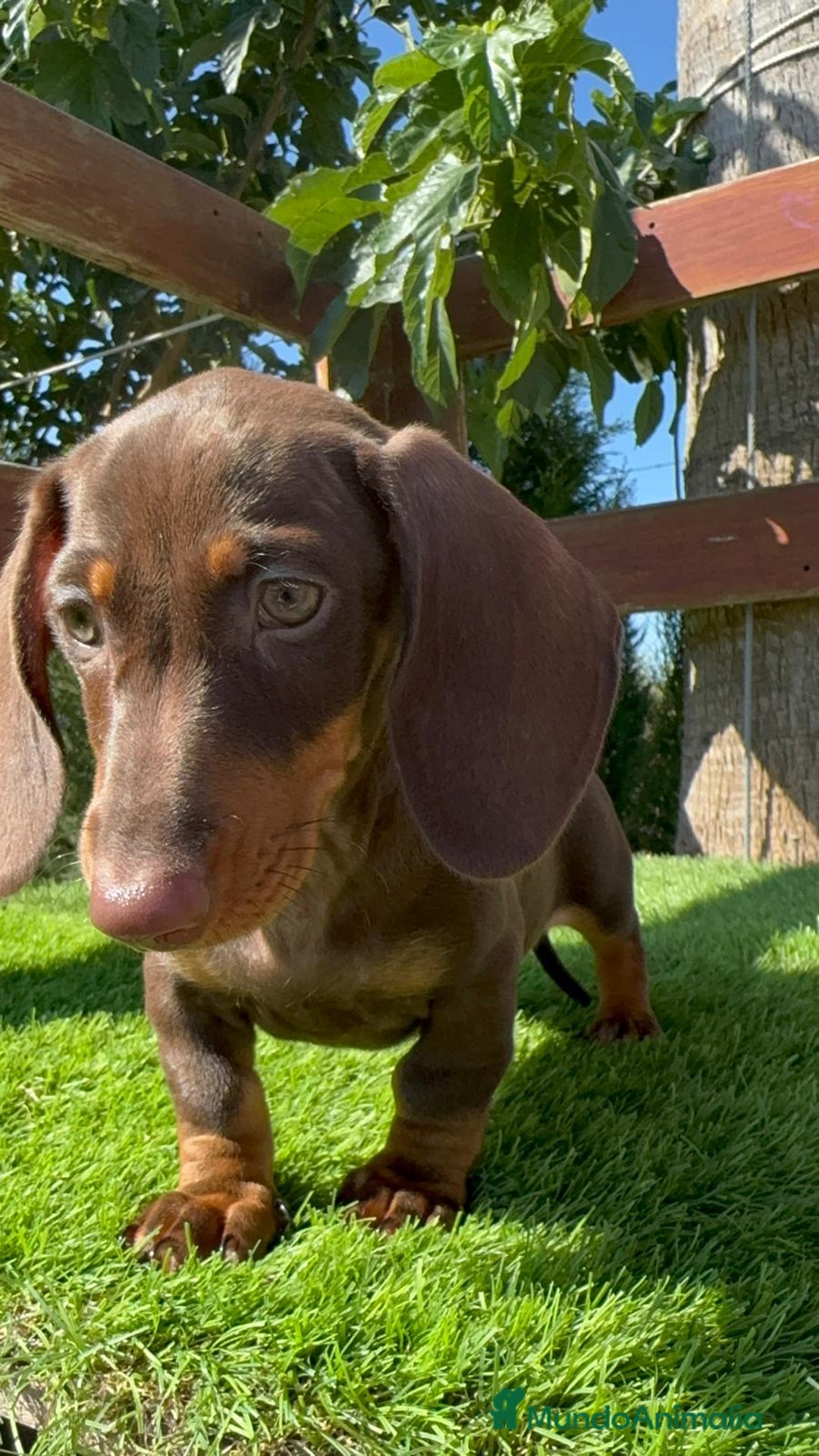 Teckel perros en venta: TECKEL MINIATURA HEMBRA - Imagen 23