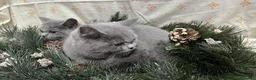 Británico de Pelo Corto gatos en venta: British Shorthair - camada disponible (4 meses) - Anuncio 8