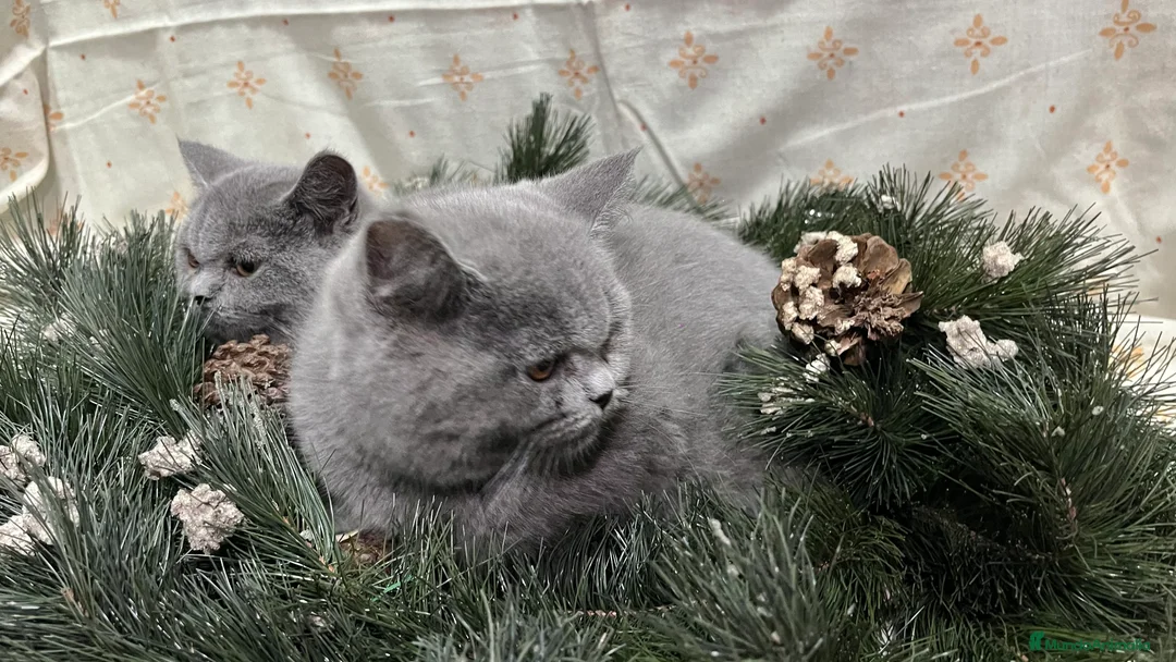 Británico de Pelo Corto gatos en venta: British Shorthair - camada disponible (4 meses) - Anuncio 8