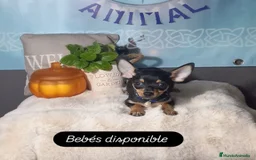 Chihuahua perros en venta:  Machos preciosos de chihuahua cabeza venado  - Imagen 7