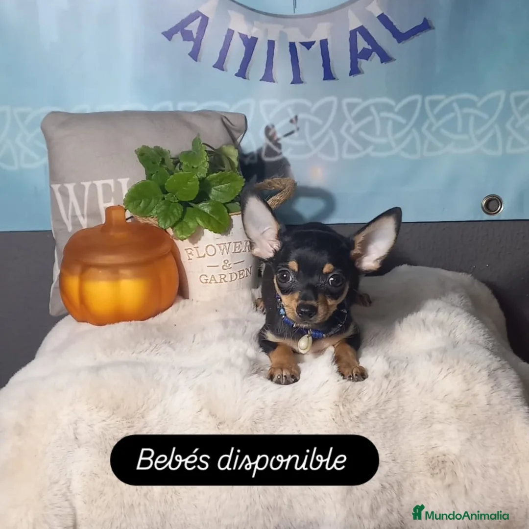 Chihuahua perros en venta:  Machos preciosos de chihuahua cabeza venado  - Imagen 7