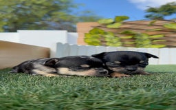 Chihuahua perros en venta: CHIHUAHUA-OJOS AZULES - Imagen 6