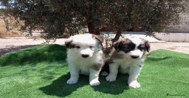 Border Collie perros - Propaganda 6