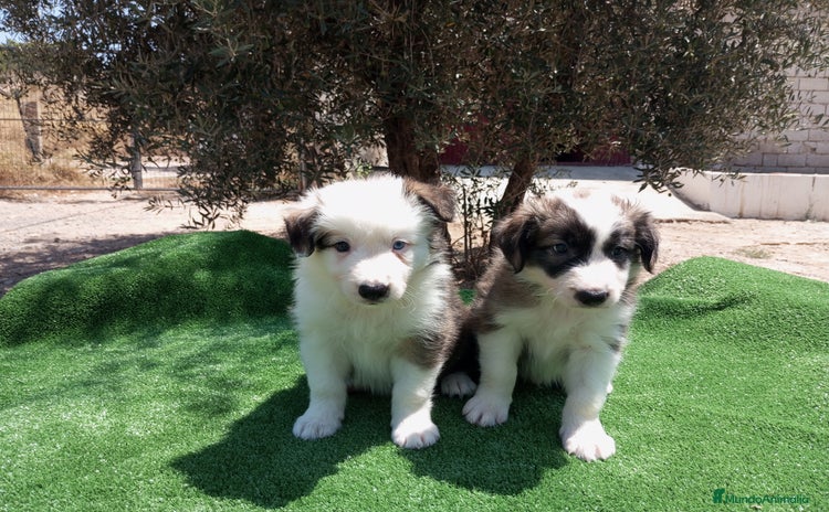 Border Collie perros - Propaganda 1