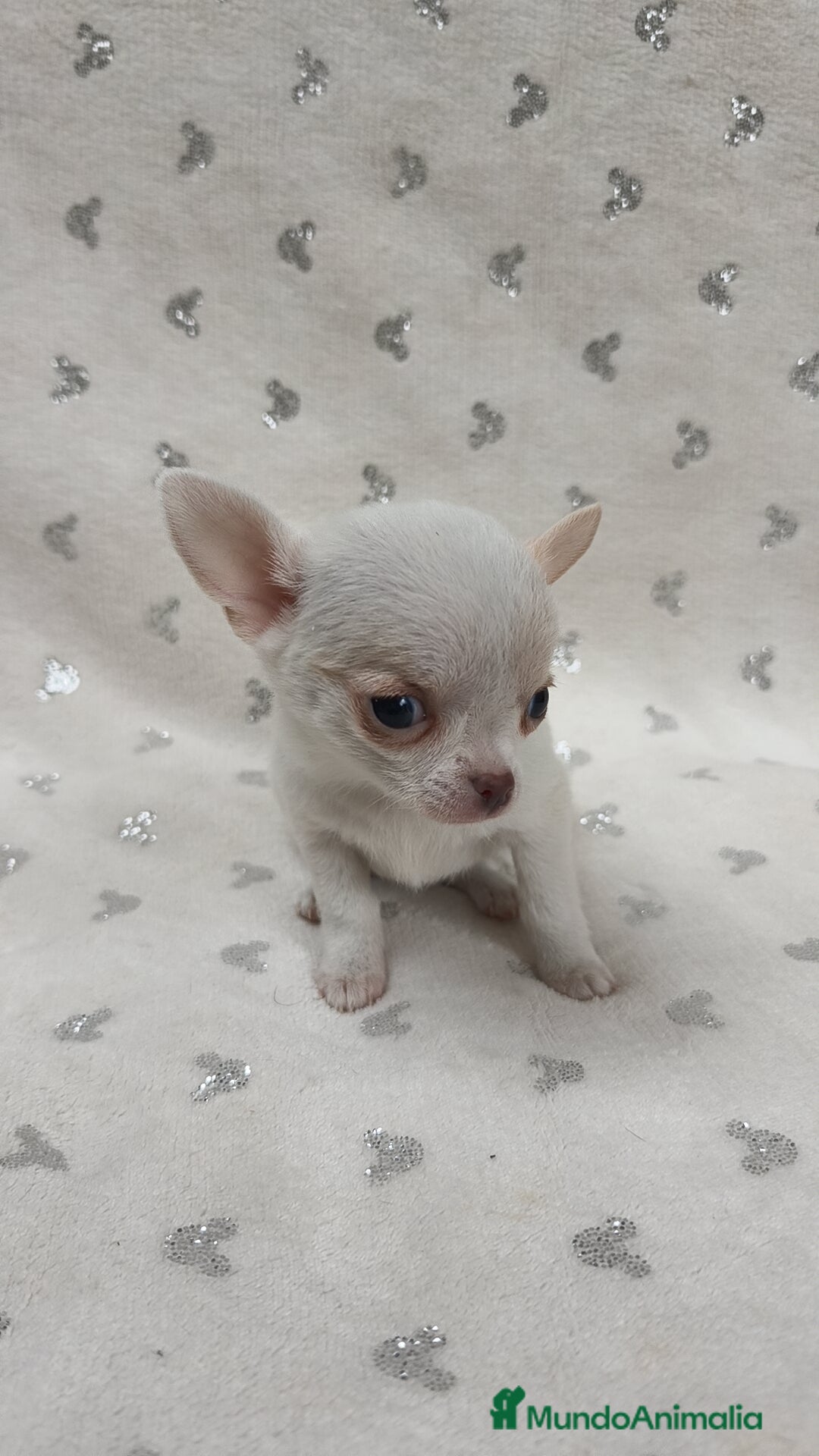 Chihuahua perros en venta: Mini Toy, miniatura 💯 x 💯 - Anuncio 3