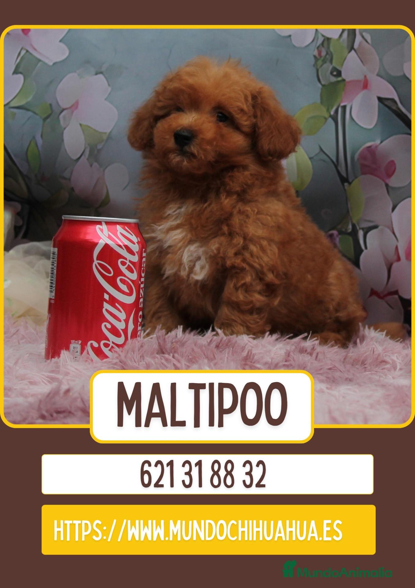 Maltipoo perros Camada de maltipoo enano  - Anuncio 1