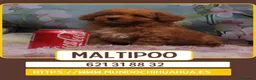 Maltipoo perros en venta: Camada de maltipoo enano  - Anuncio 1