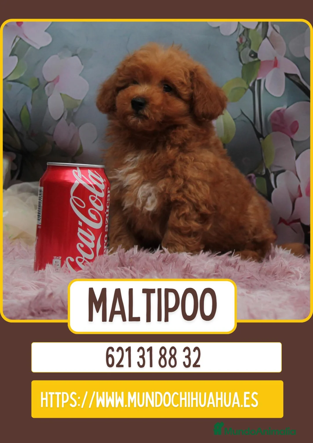 Maltipoo perros en venta: Camada de maltipoo enano  - Anuncio 1