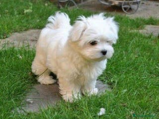 Bichón Maltés perros BICHON MALTÉS ALMA CANINA - Anuncio 33
