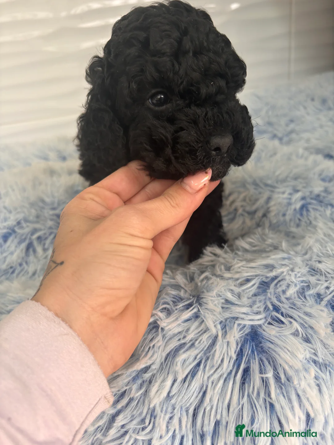 Caniche Toy perros en venta: CANICHE TOY - Anuncio 6