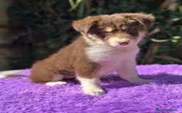 Border Collie perros en venta: Border collie tricolor  - Imagen 3