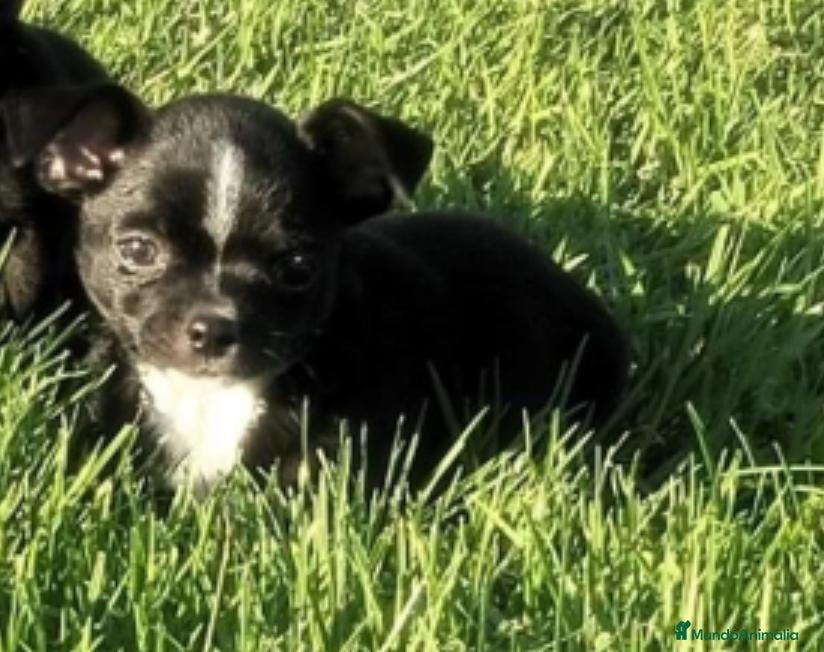 Chihuahua perros Chihuahua Macho - Anuncio 2