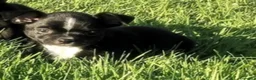 Chihuahua perros en venta: Chihuahua Macho - Anuncio 2
